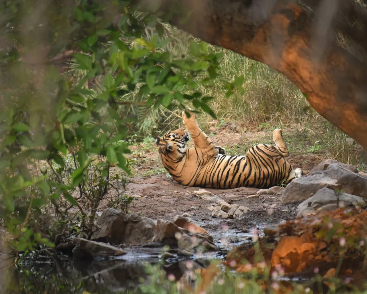 Photo of Ranthambore National Park By Dr Astha Kagrana