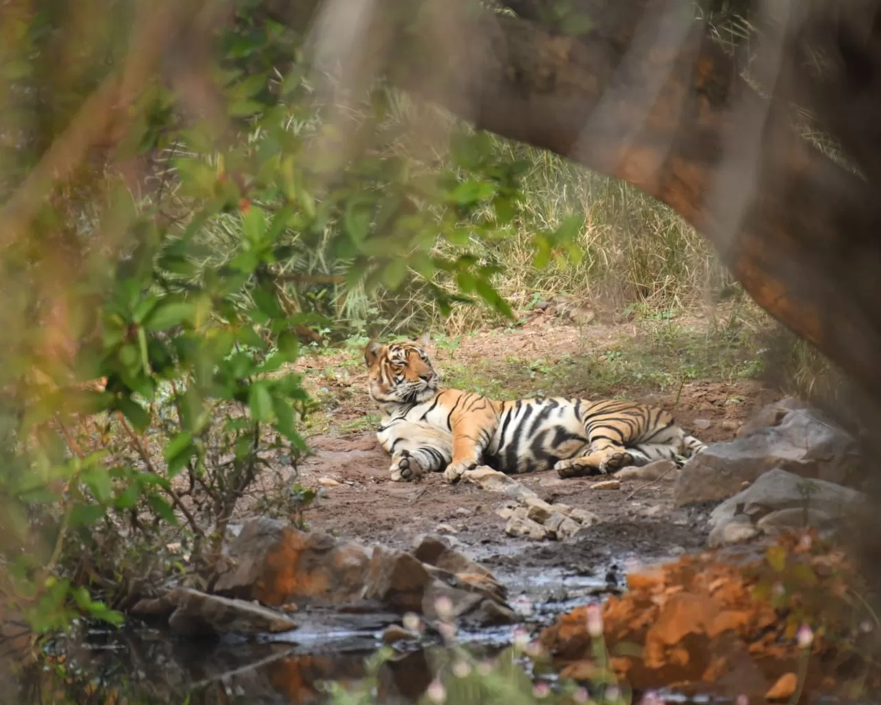 Photo of Ranthambore National Park By Dr Astha Kagrana