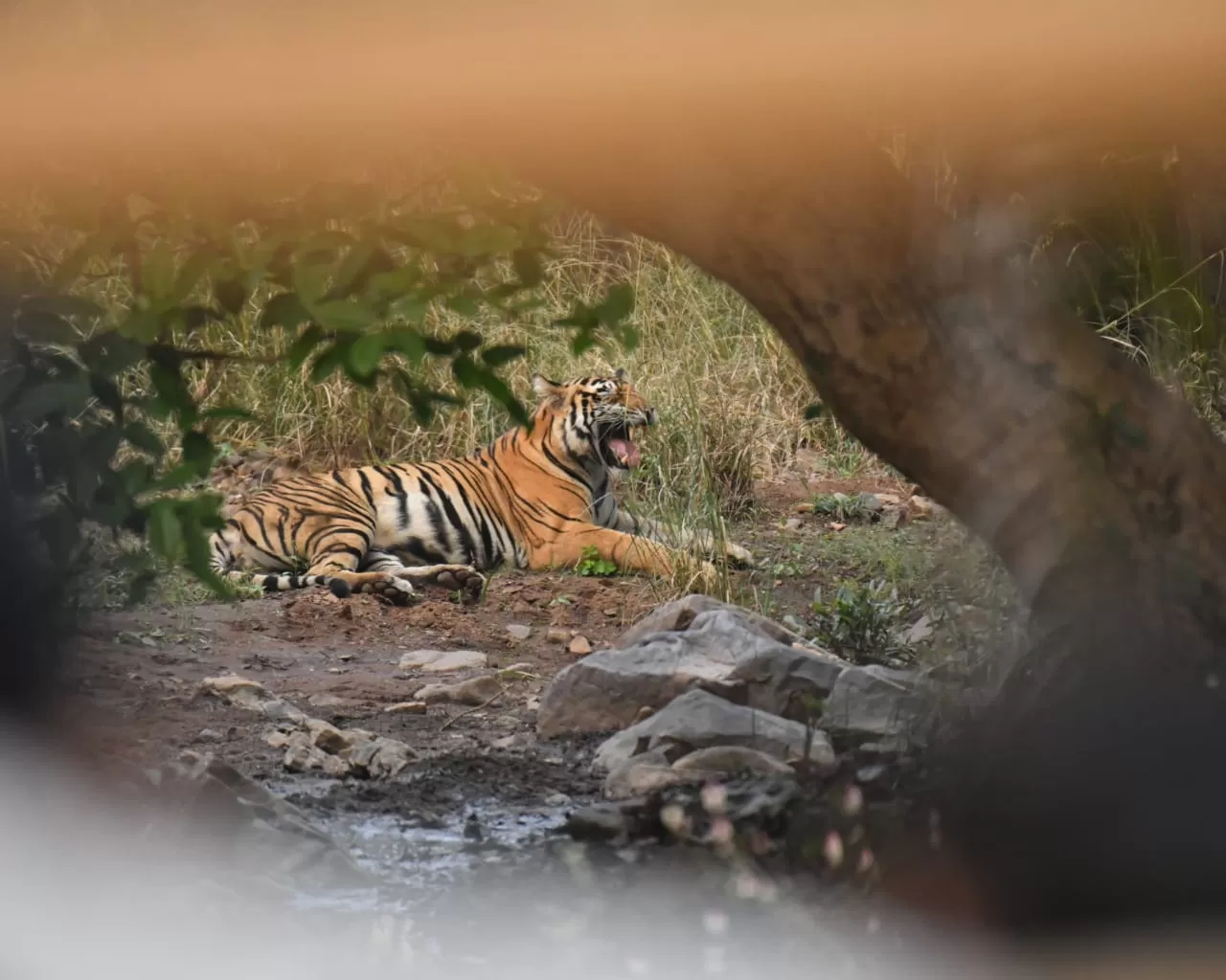 Photo of Ranthambore National Park By Dr Astha Kagrana