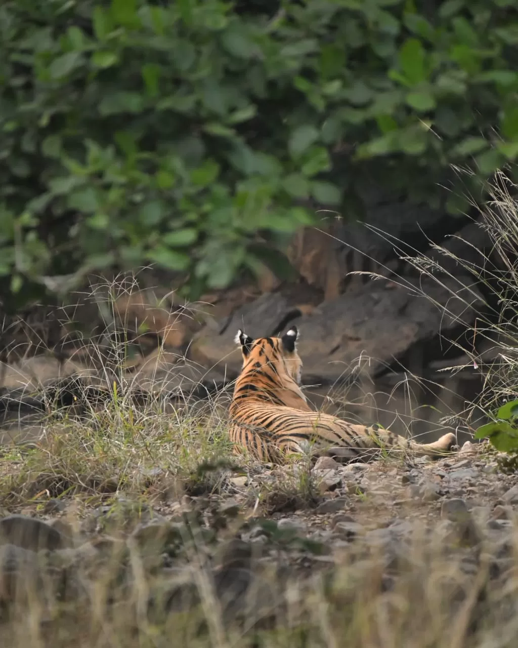 Photo of Ranthambore National Park By Dr Astha Kagrana