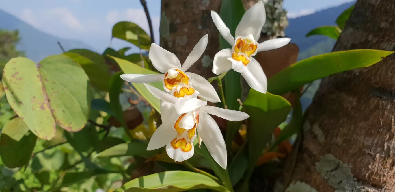 Photo of Khonoma By Dr. Shweta Babanagare