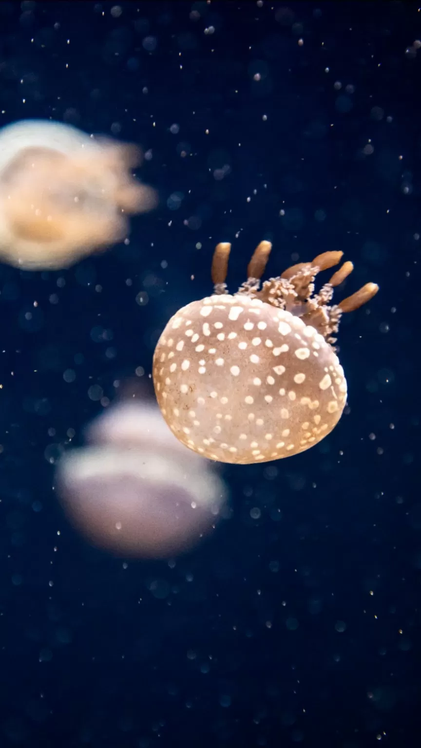 Photo of S.E.A. Aquarium By Siddharth Arora Siddology