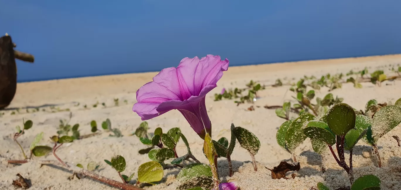 Photo of Goa By Gautam Pendharkar