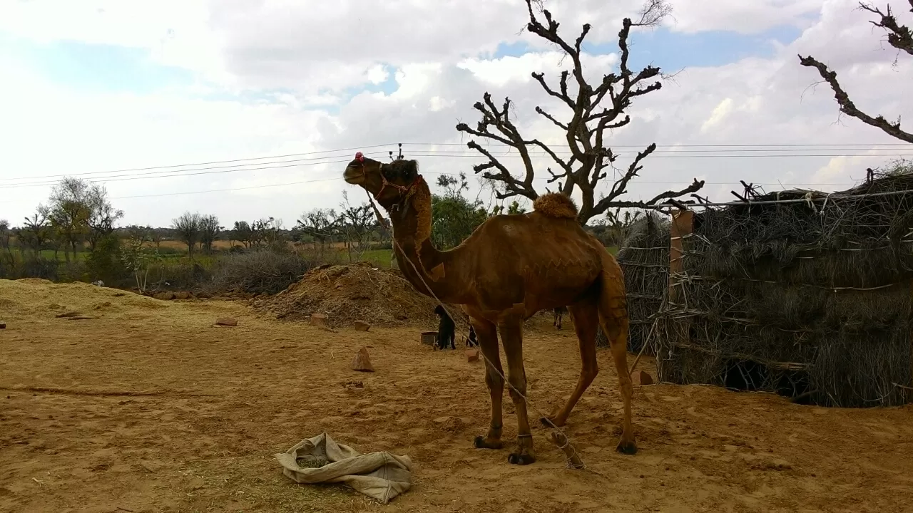 Photo of Lachharsar By Atul BlLG