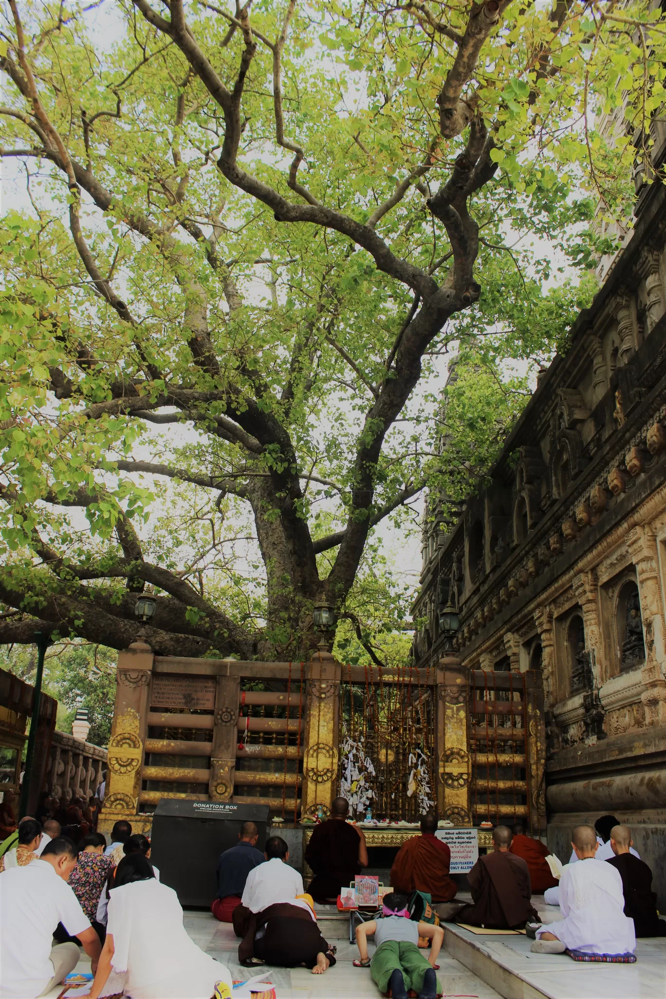 Photo of Bodh Gaya By MILIND CHANDURKAR