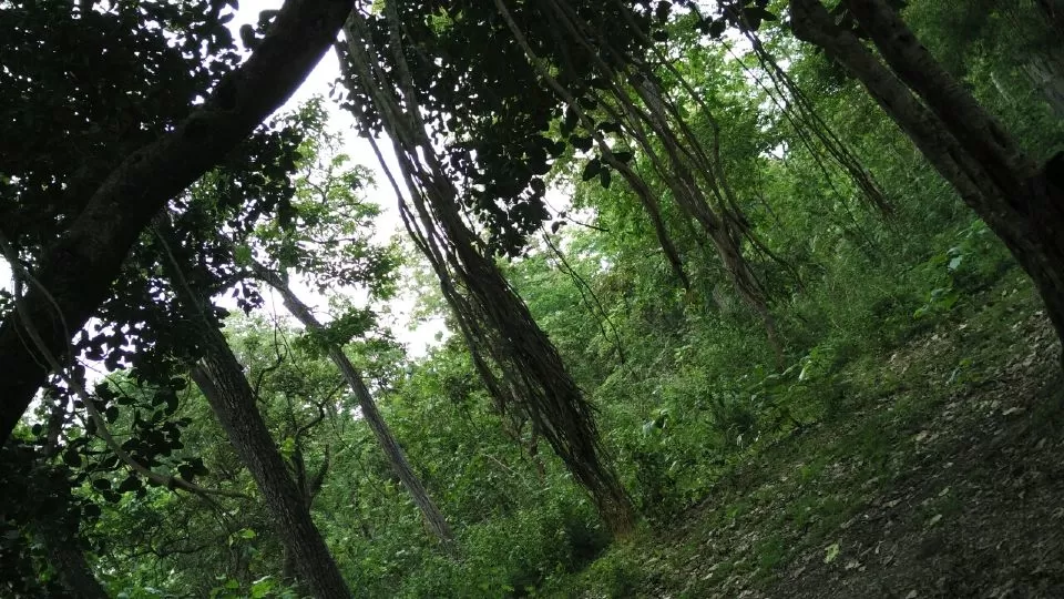 Photo of Bangur Nagar
Dandeli By NV Siddartha P