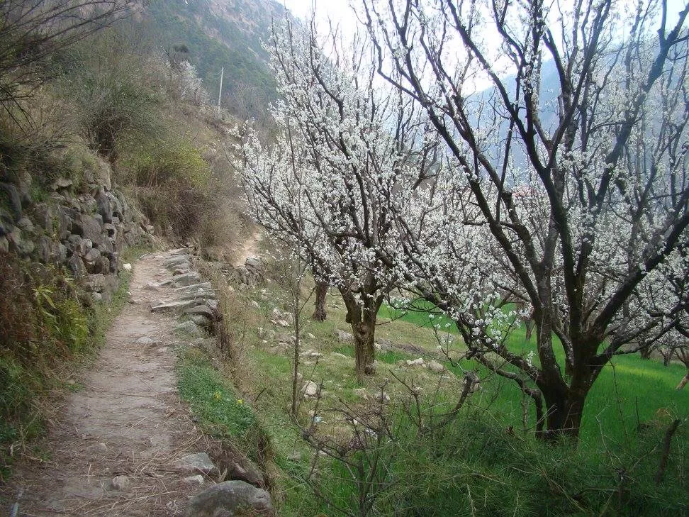 Photo of Kasol By Nilz