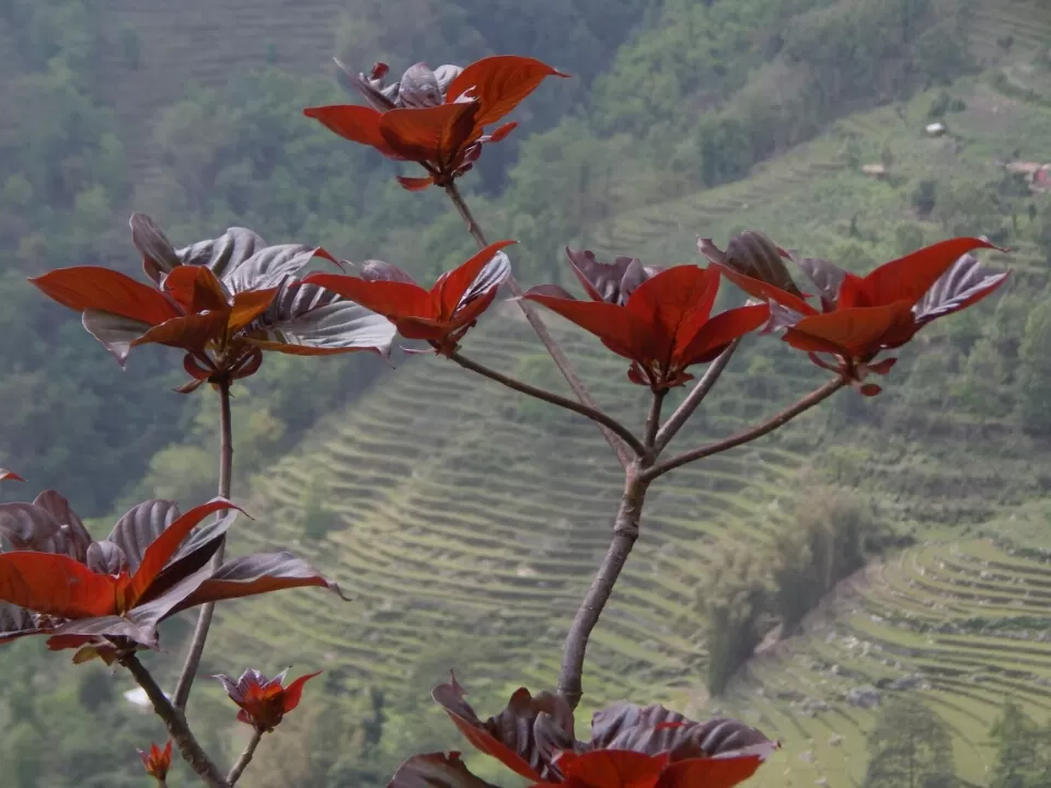 Photo of Namthang By Phurba Grangden