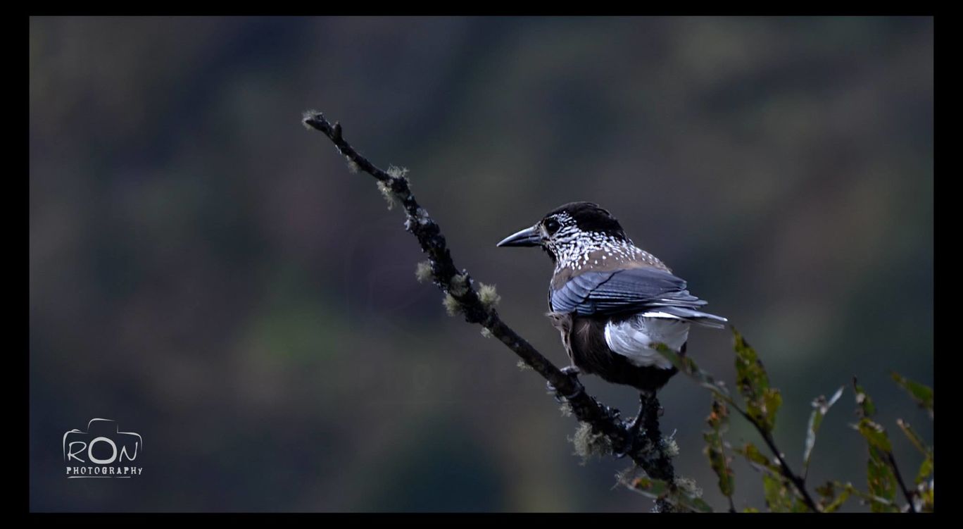 Photo of Colourful Bhutan By Subhajit Nag