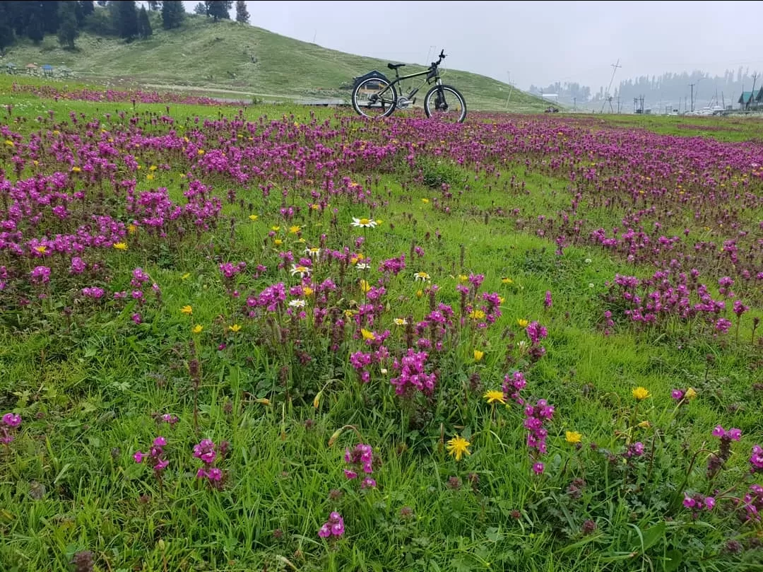 Photo of Gulmarg By Priyank Sharma