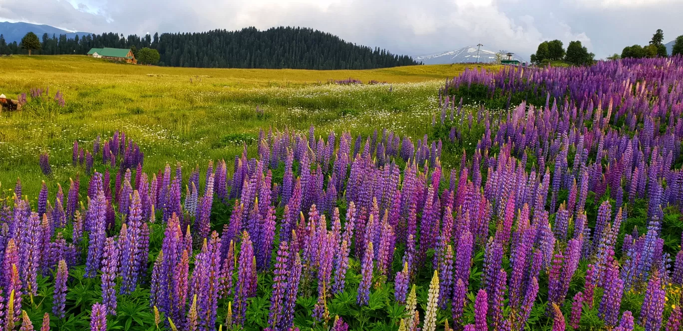 Photo of Gulmarg By Priyank Sharma