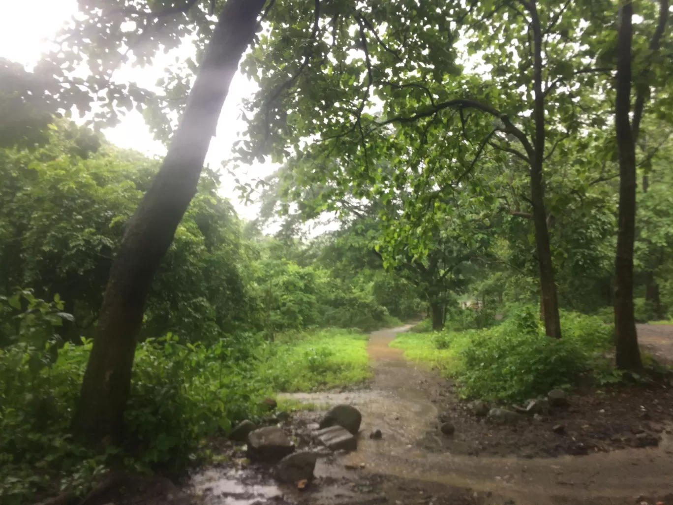 Photo of Tungareshwar Waterfall By Pradeep Ghora
