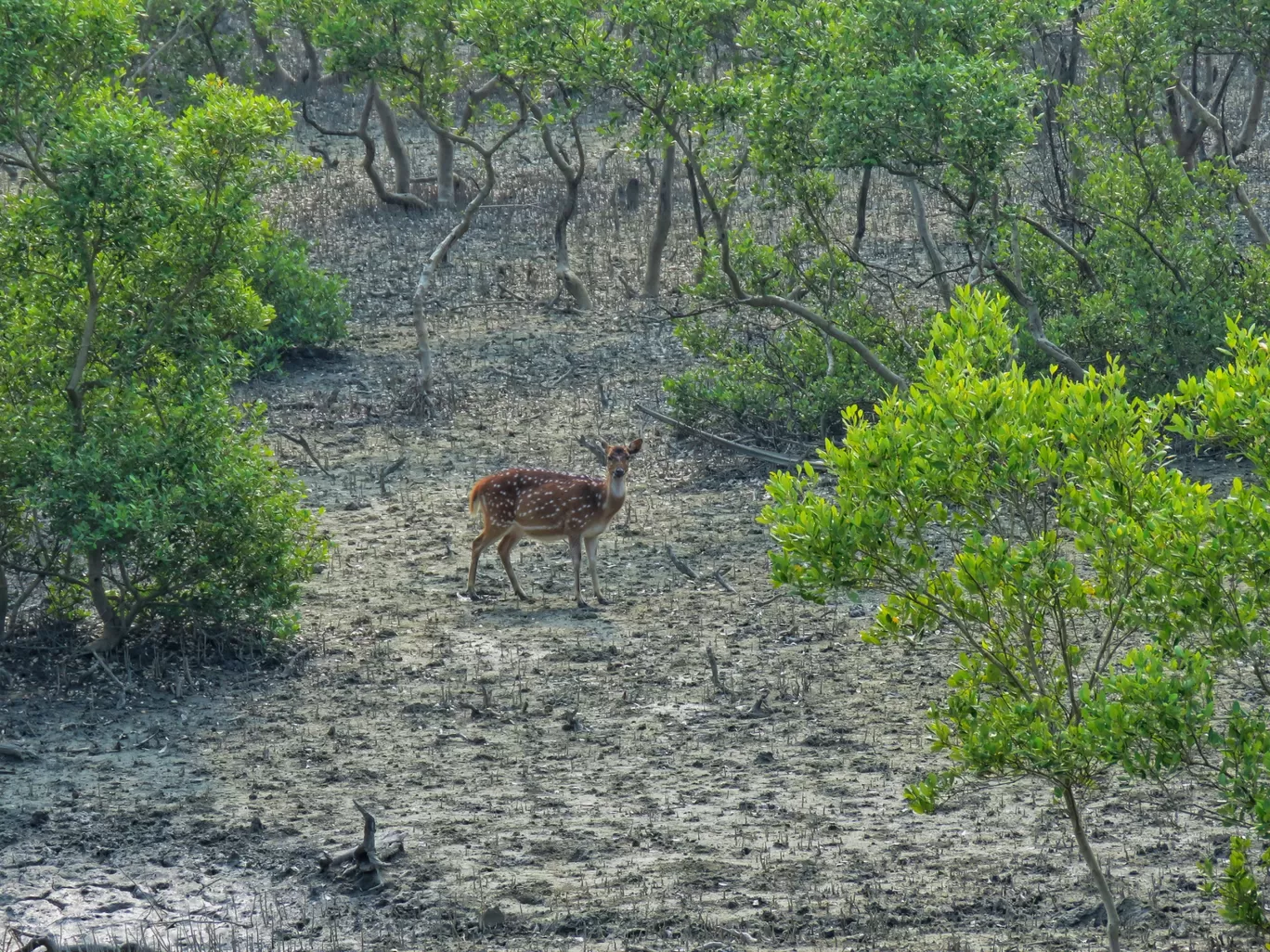 Photo of Sundarban By siblings on a voyage