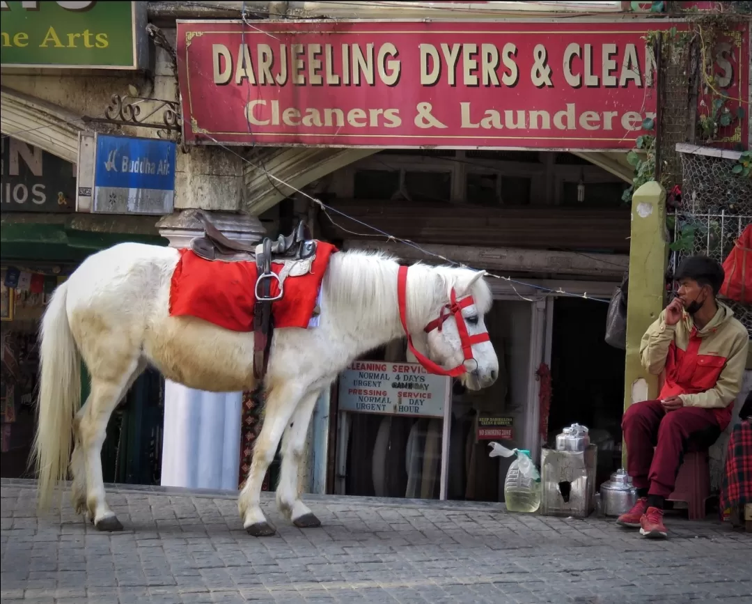 Photo of Darjeeling By siblings on a voyage