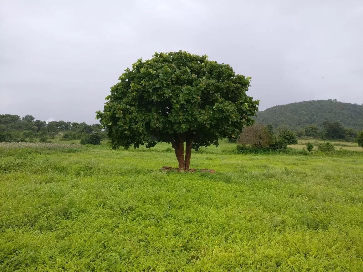 Photo of Devaki Marri By yarlagadda saisudharsan 