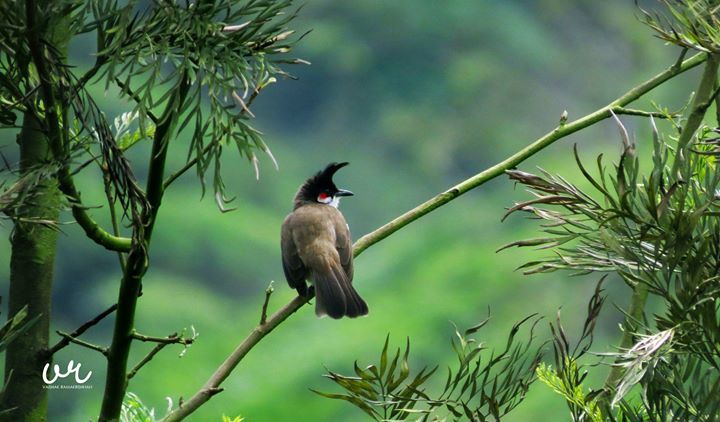 Photo of Taste of tea calling back By Vaishak RamaKrishnan