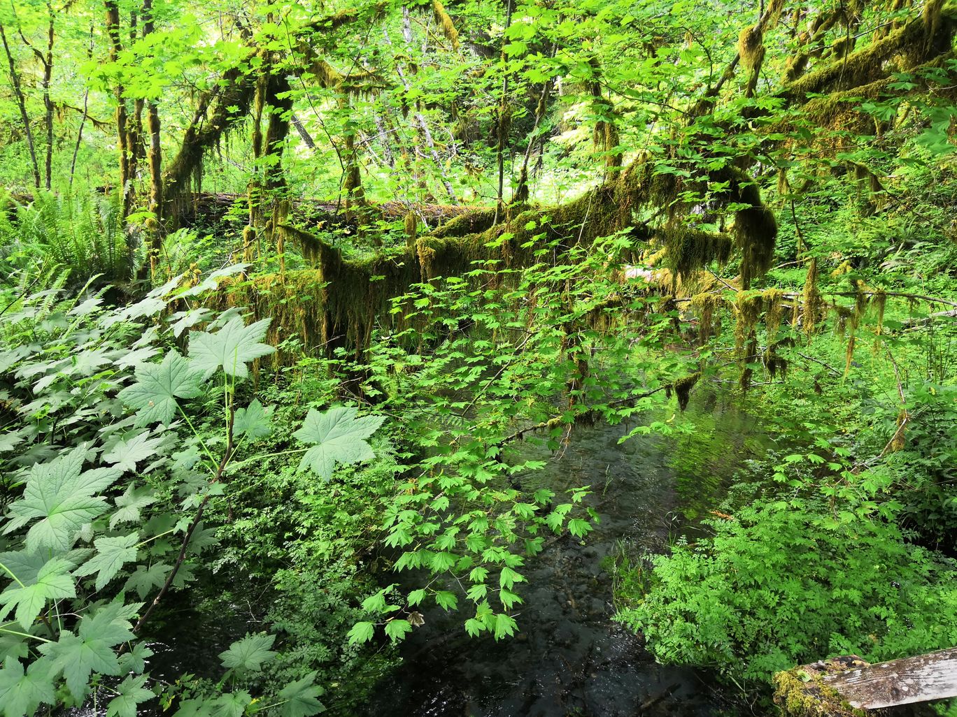 Photo of Olympic National Park By Vikas Chandra