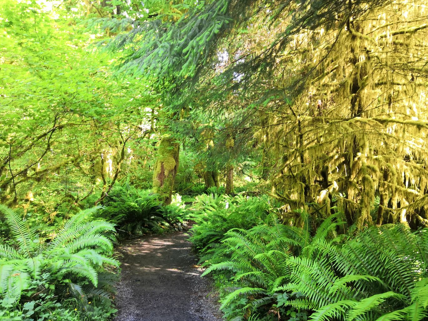 Photo of Olympic National Park By Vikas Chandra