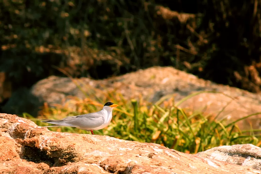 Photo of Ranganathittu Bird Sanctuary By Soumya Khurana