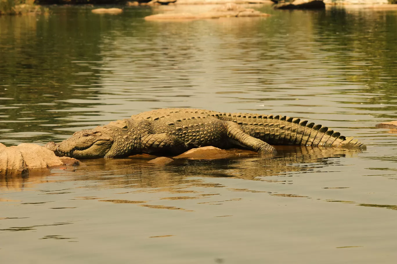 Photo of Ranganathittu Bird Sanctuary By Soumya Khurana