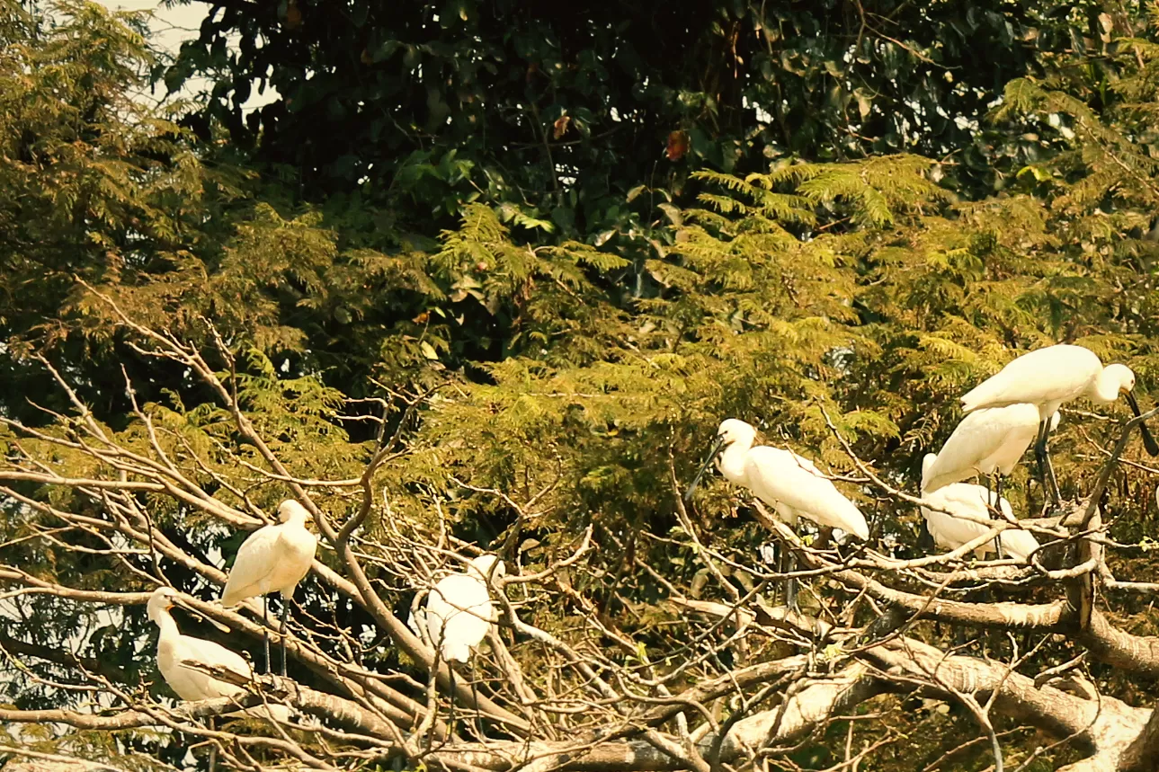 Photo of Ranganathittu Bird Sanctuary By Soumya Khurana