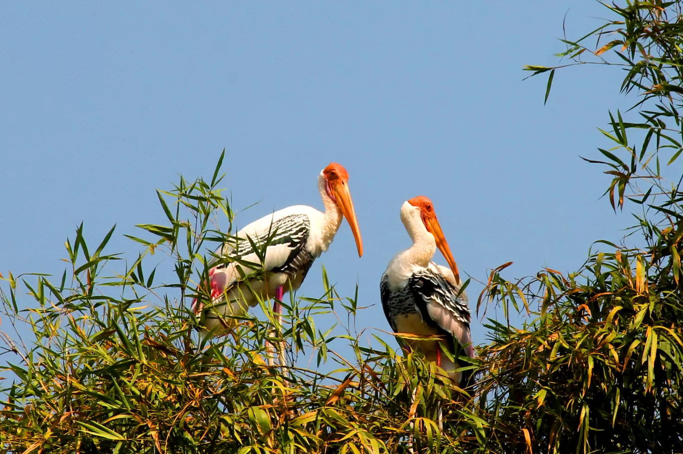 Photo of Ranganathittu Bird Sanctuary By Soumya Khurana