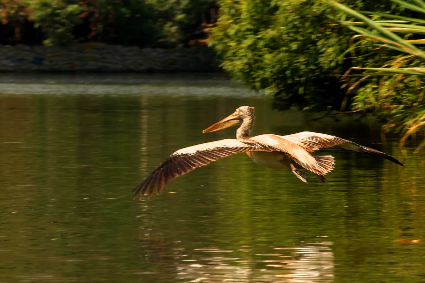 Photo of Ranganathittu Bird Sanctuary By Soumya Khurana