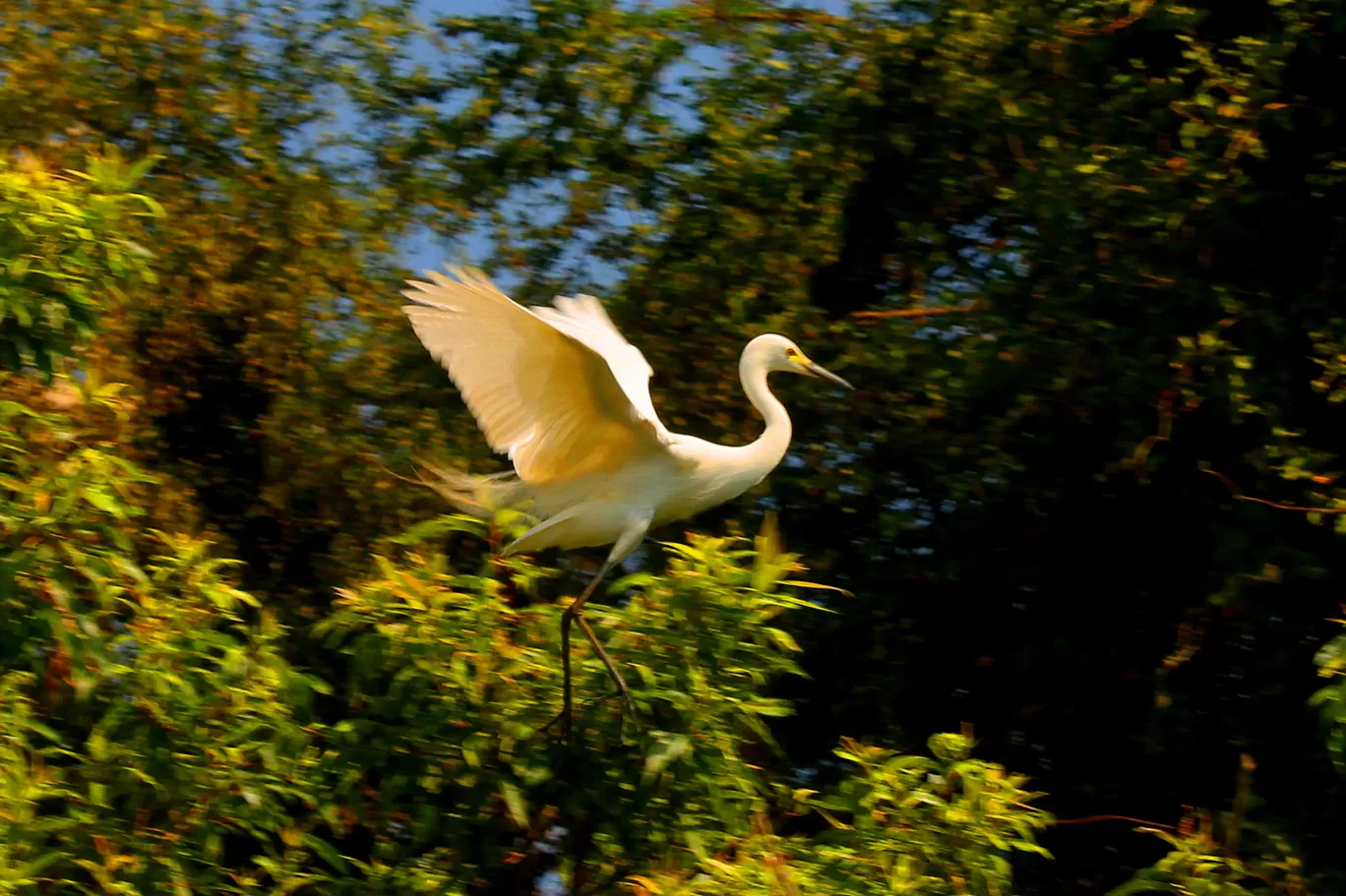 Photo of Ranganathittu Bird Sanctuary By Soumya Khurana