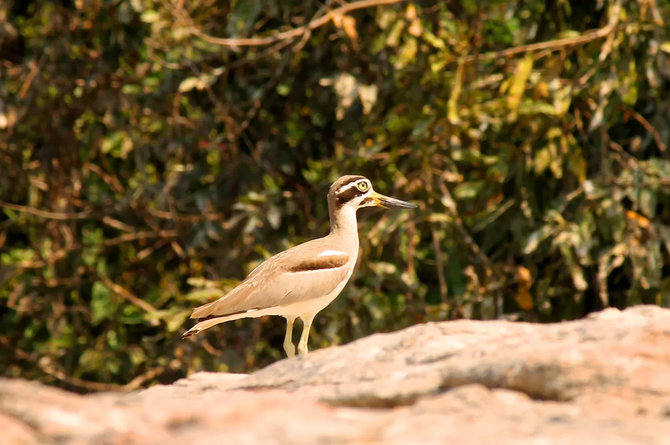 Photo of Ranganathittu Bird Sanctuary By Soumya Khurana