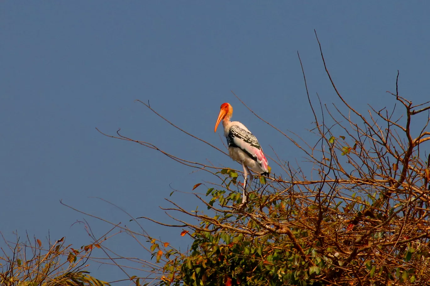 Photo of Ranganathittu Bird Sanctuary By Soumya Khurana