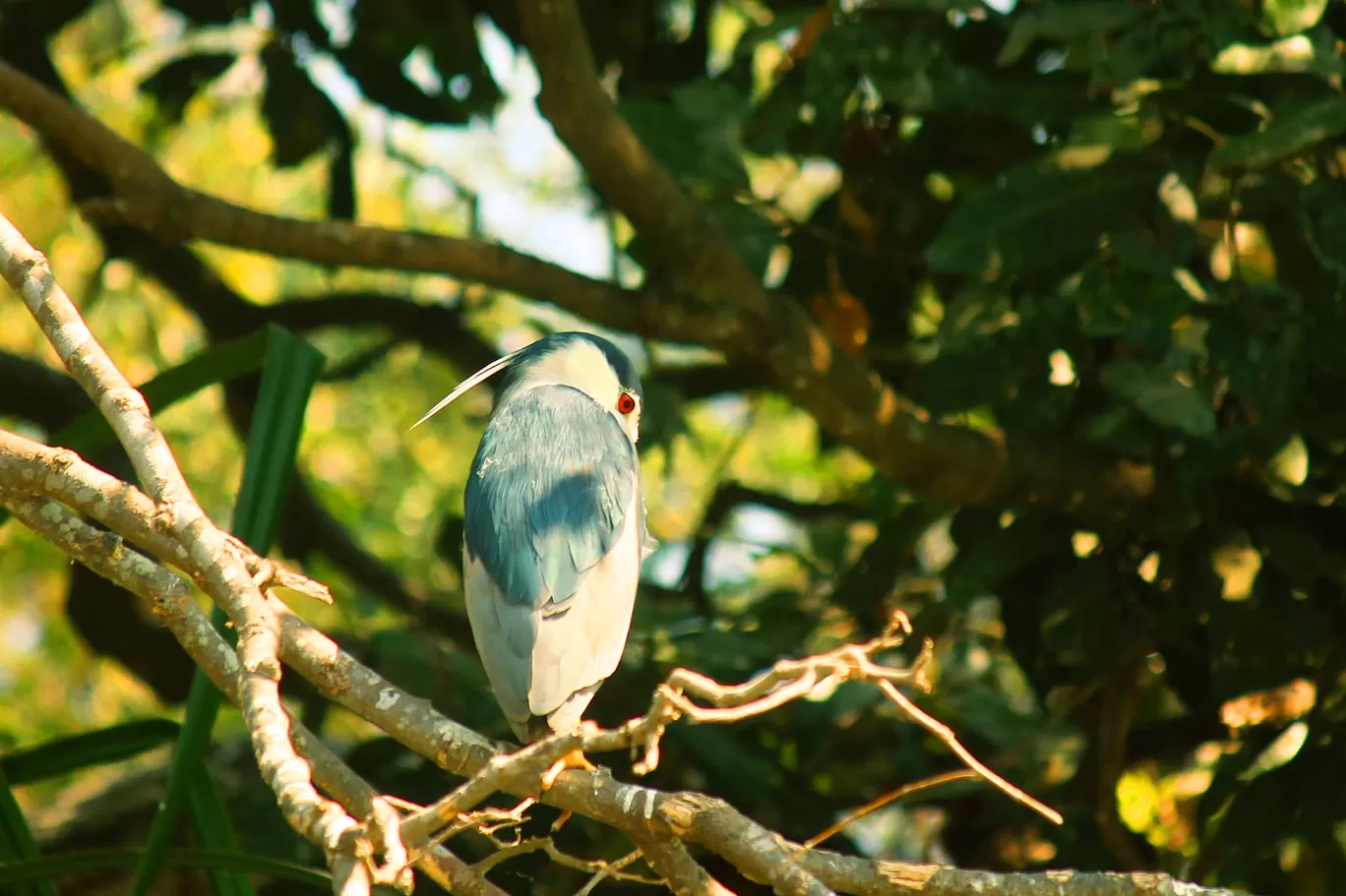 Photo of Ranganathittu Bird Sanctuary By Soumya Khurana