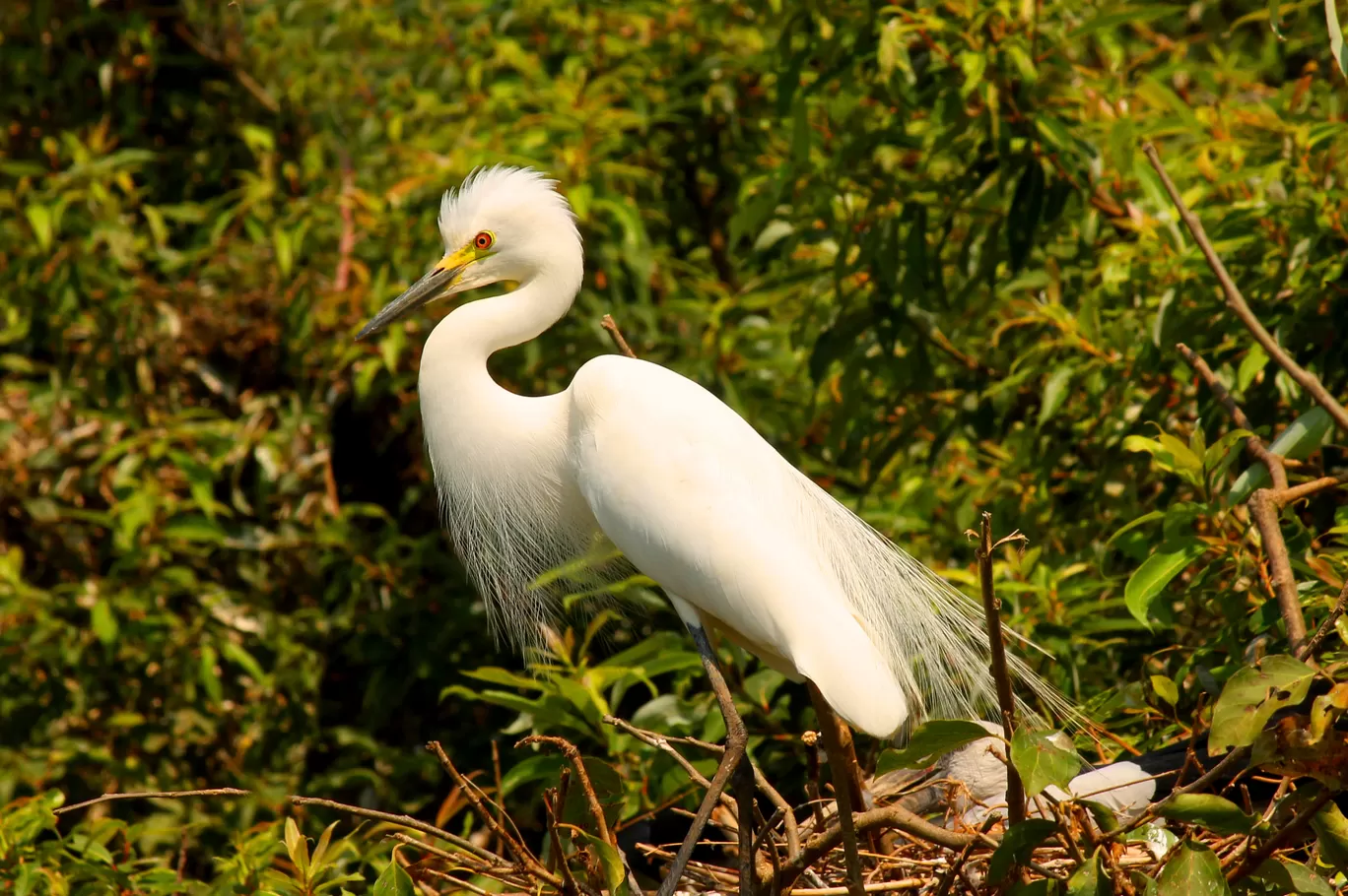 Photo of Ranganathittu Bird Sanctuary By Soumya Khurana