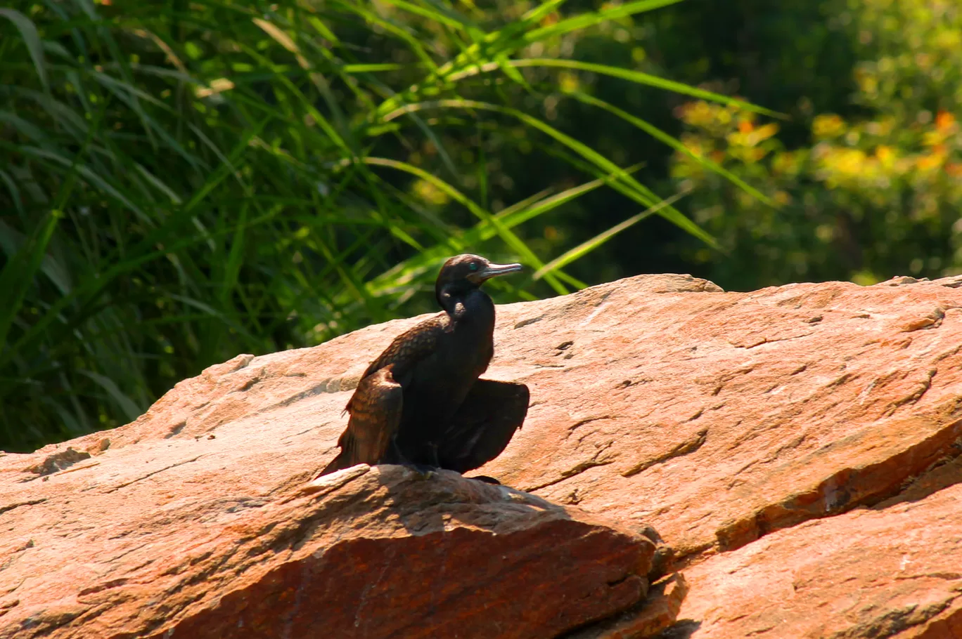 Photo of Ranganathittu Bird Sanctuary By Soumya Khurana