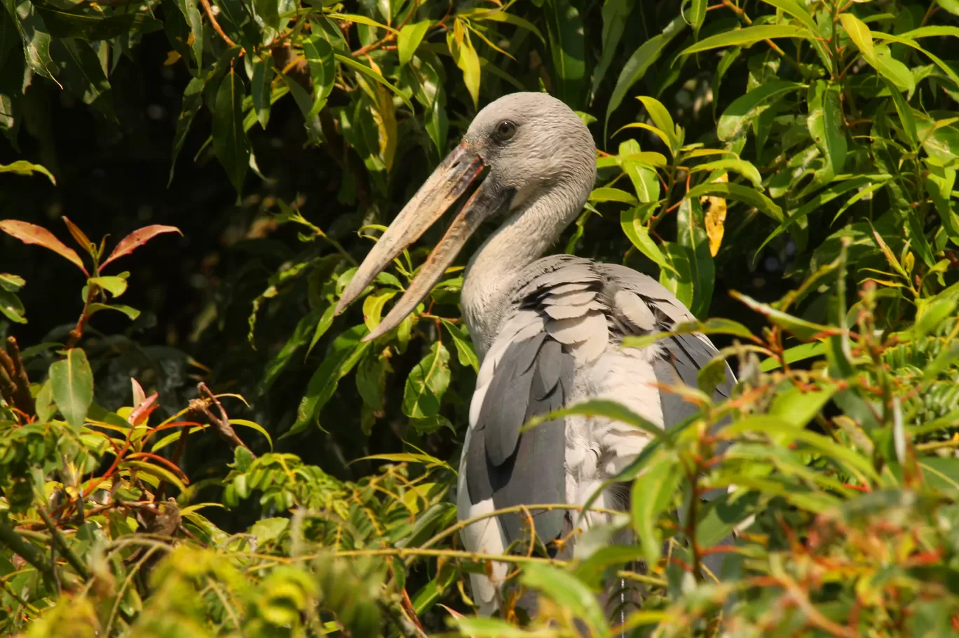 Photo of Ranganathittu Bird Sanctuary By Soumya Khurana