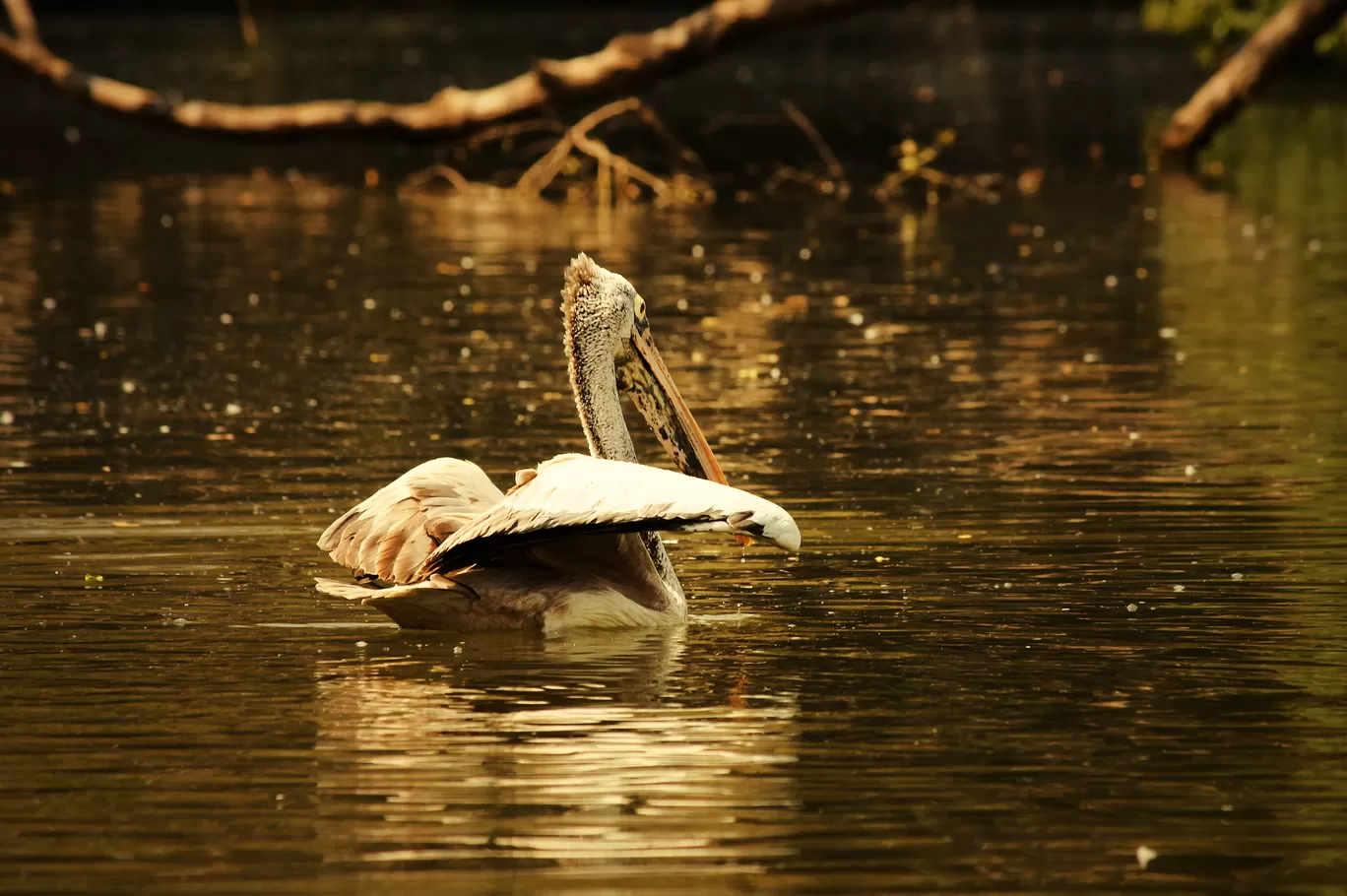 Photo of Ranganathittu Bird Sanctuary By Soumya Khurana