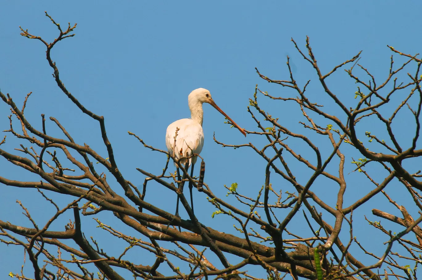 Photo of Ranganathittu Bird Sanctuary By Soumya Khurana