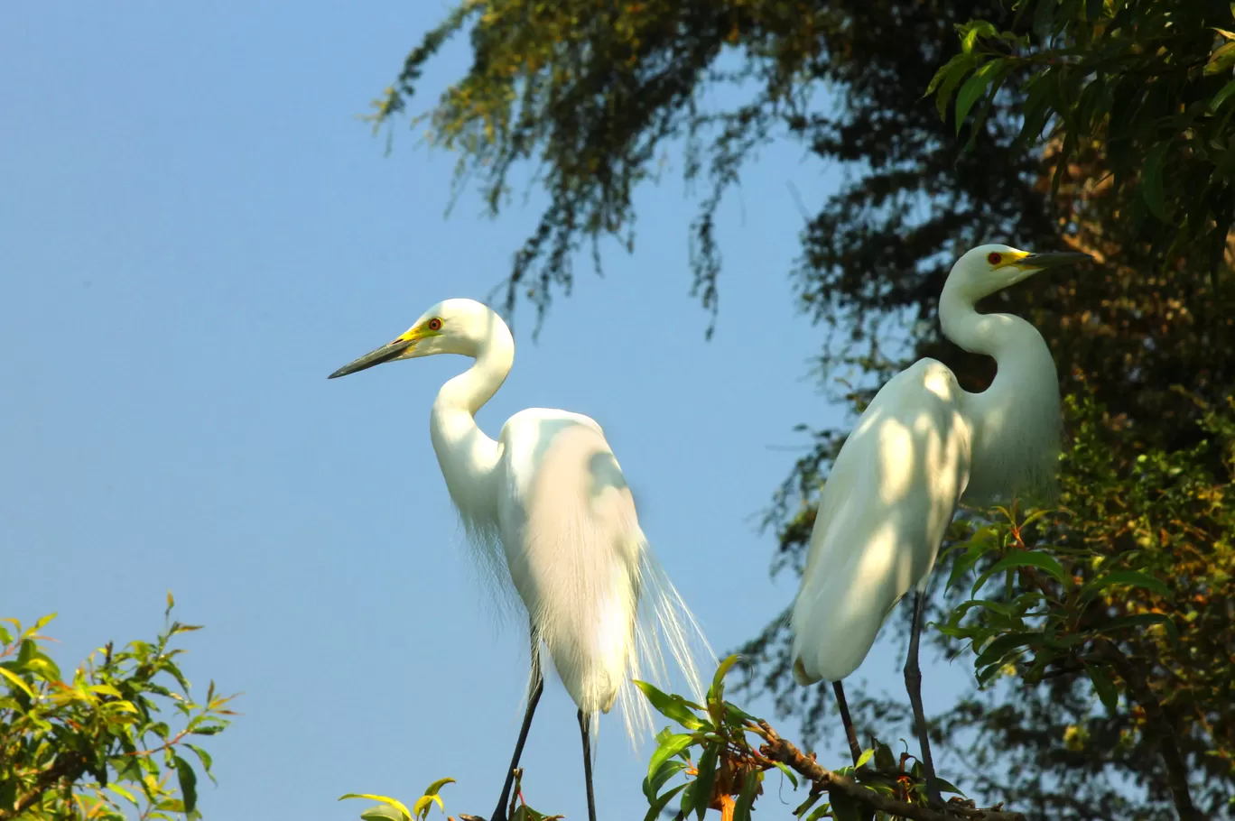 Photo of Ranganathittu Bird Sanctuary By Soumya Khurana