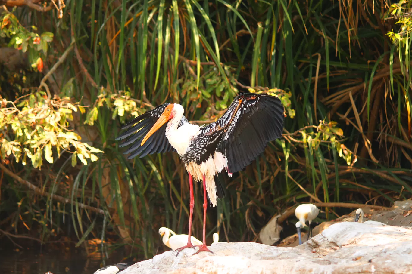 Photo of Ranganathittu Bird Sanctuary By Soumya Khurana