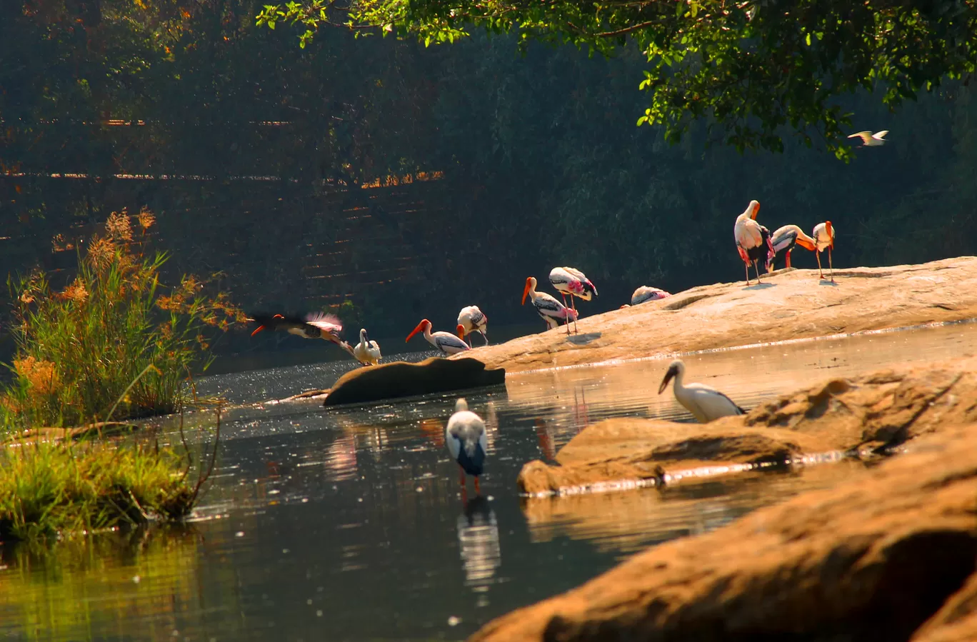 Photo of Ranganathittu Bird Sanctuary By Soumya Khurana