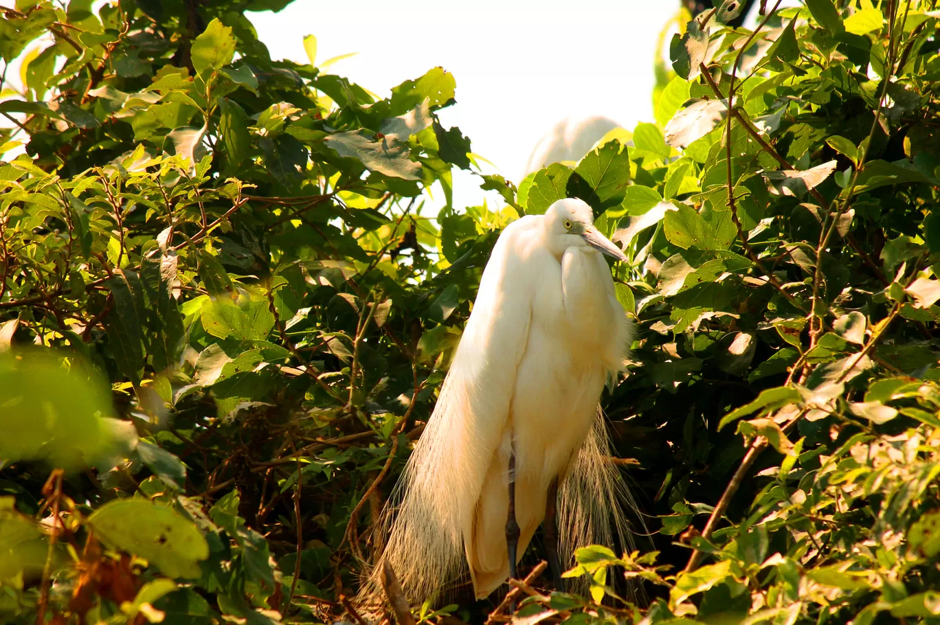 Photo of Ranganathittu Bird Sanctuary By Soumya Khurana
