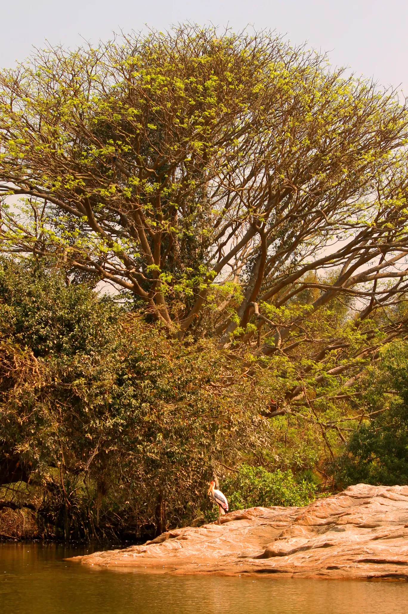 Photo of Ranganathittu Bird Sanctuary By Soumya Khurana