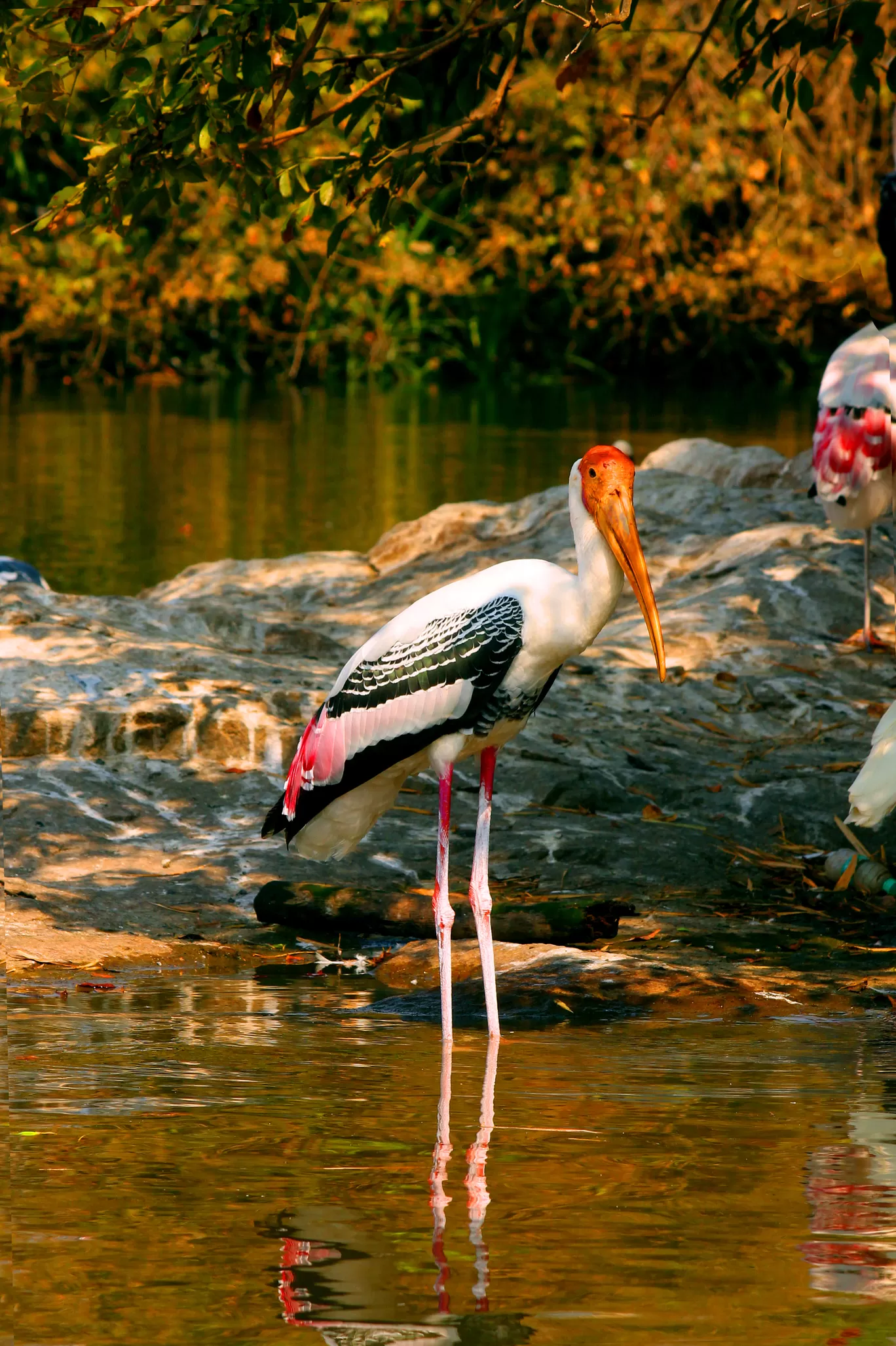 Photo of Ranganathittu Bird Sanctuary By Soumya Khurana