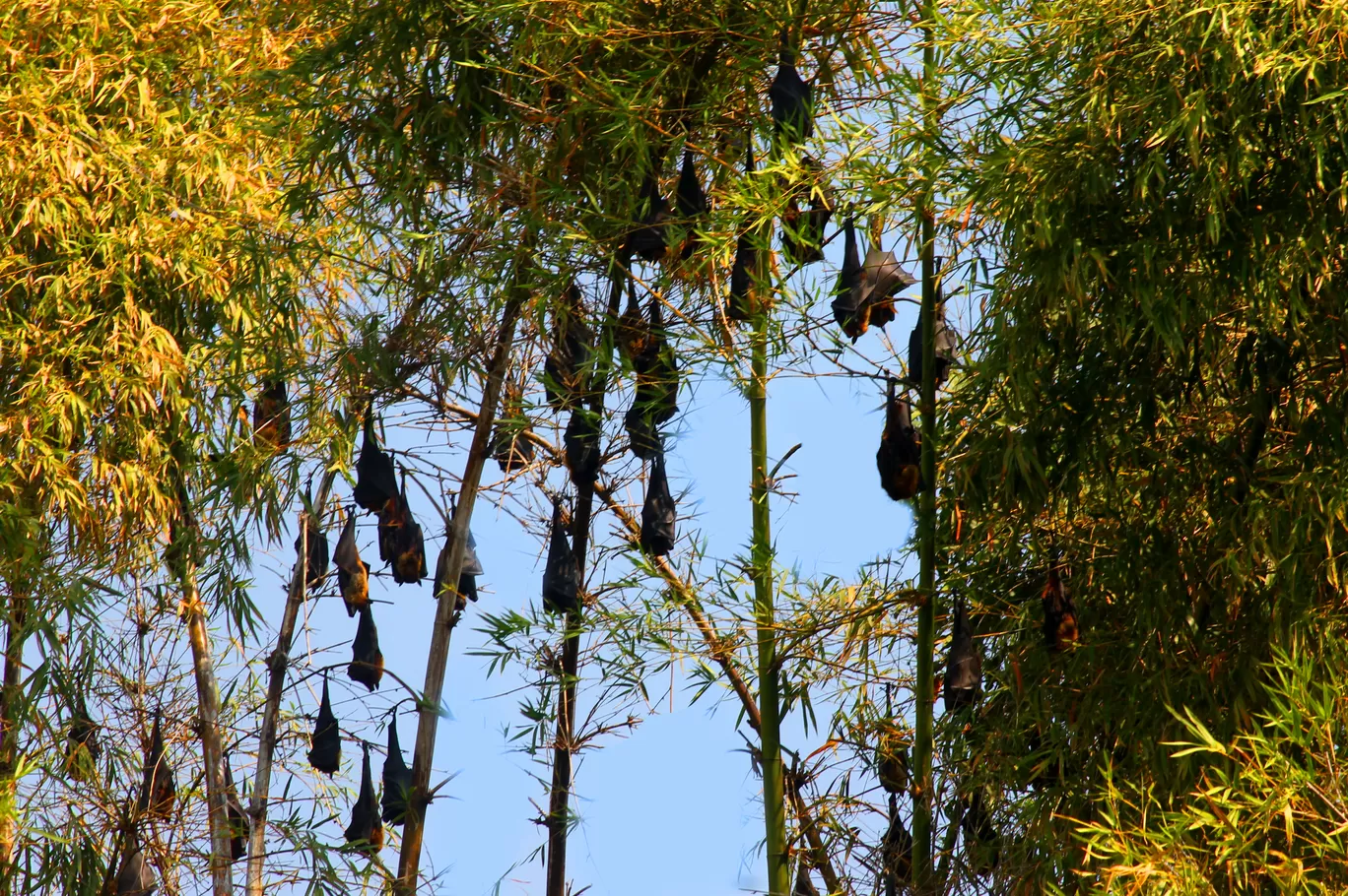 Photo of Ranganathittu Bird Sanctuary By Soumya Khurana