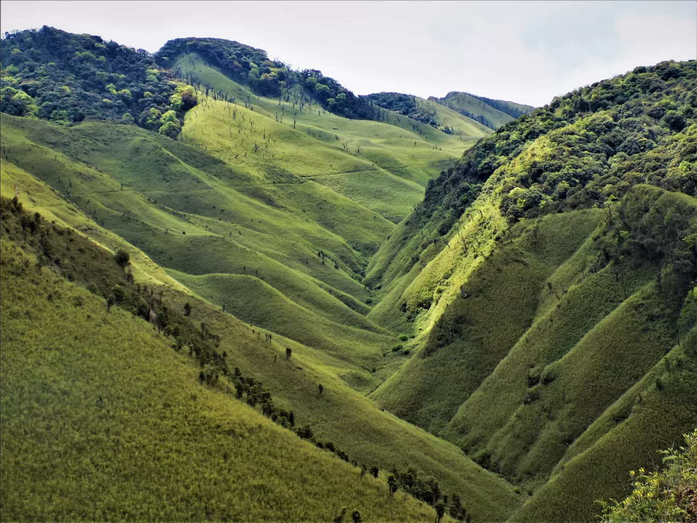 Photo of Dzükou Valley Trek By Pushan Bhattacharya