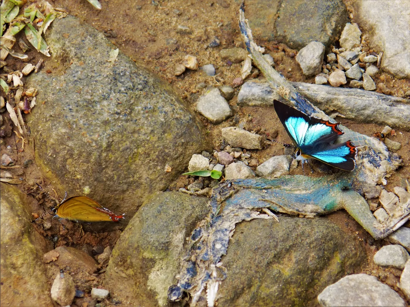 Photo of Dzükou Valley Trek By Pushan Bhattacharya
