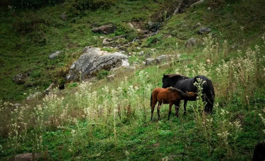 Photo of Kheerganga Trek By Divya Shirodkar