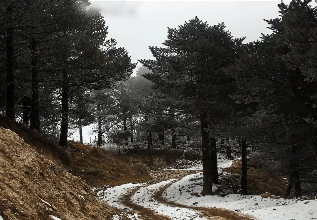 Photo of Singalila National Park By Rishi Biswas