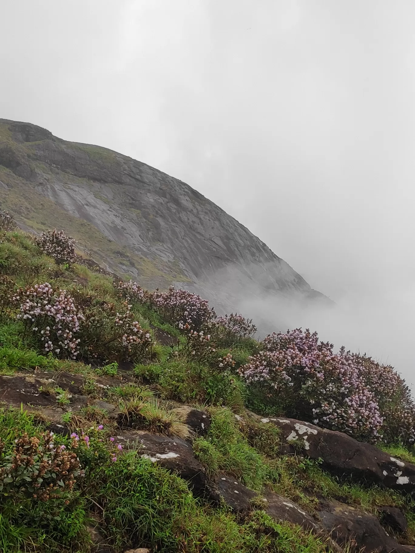 Photo of Munnar By Ashin Vijay