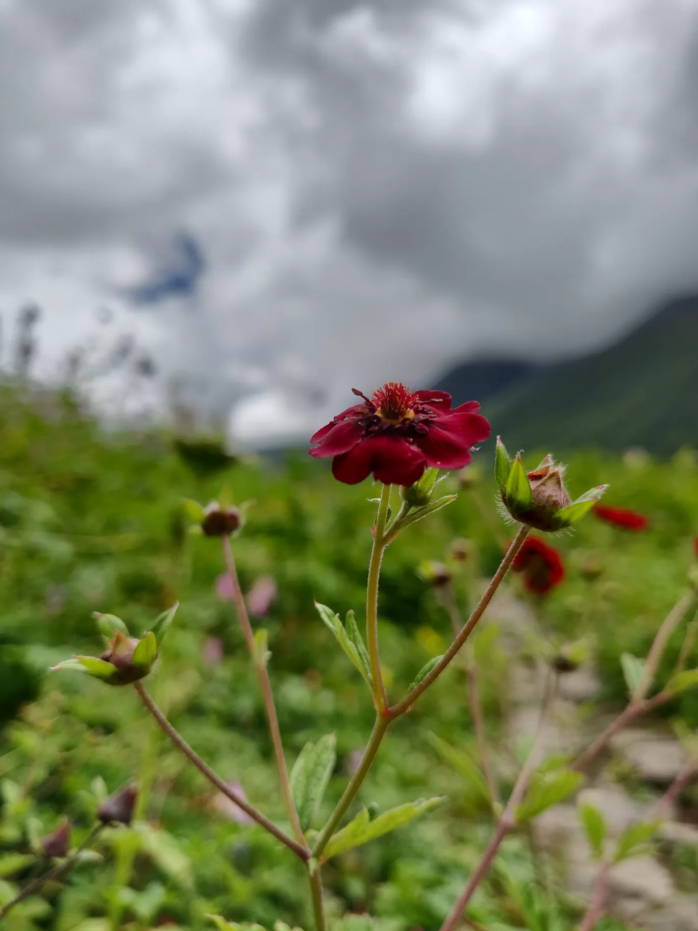 Photo of Valley of Flowers National Park By letsdosometravel