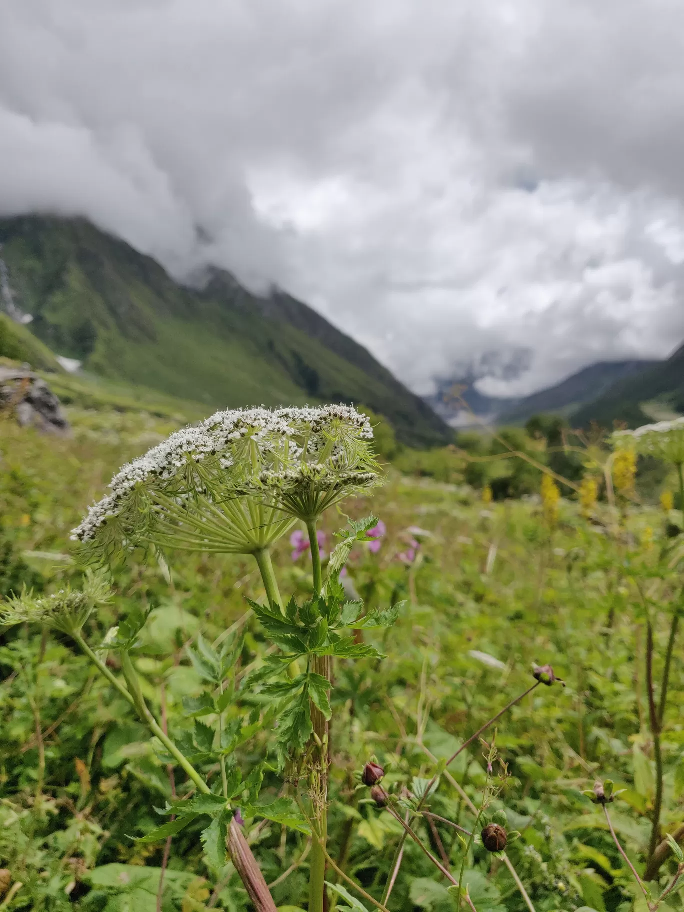 Photo of Valley of Flowers National Park By letsdosometravel